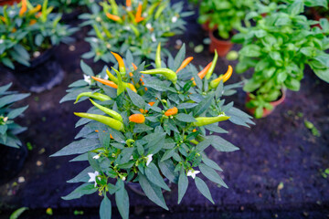 Flowers in a modern greenhouse. Greenhouses for growing flowers. Floriculture industry. Ecological farm. Family business. Potted red hot peppers