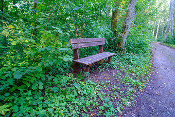 Wooden bench in the middle of woodland. convenient recreational substance for tourists