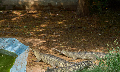 Three gharials are relaxing