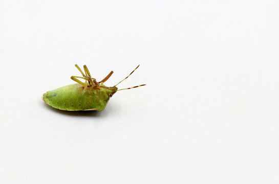 A dead bedbug on a white background