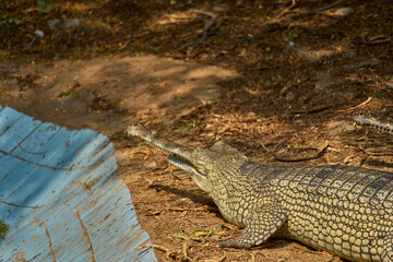 A gharial is relaxing