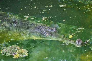 A gharial is swimming