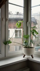 Beautiful monstera flower leaves Swiss cheese plant,Monstera deliciosa Liebm,Araceae in white pot on windowsill against backdrop an autumn moody landscape outside window, interior minimalism concept.