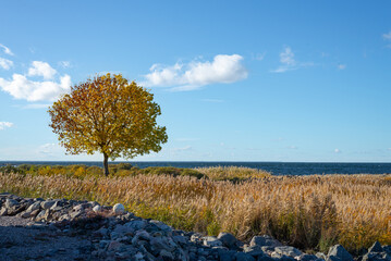 Single tree on the coast. Swedish coastline with a tree in the autumn