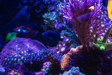 Saltwater Fish and Inhabitants of the Sea