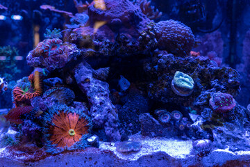 Saltwater Fish and Inhabitants of the Sea