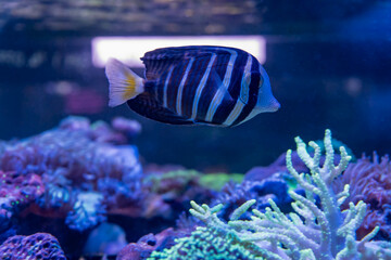 Saltwater Fish and Inhabitants of the Sea