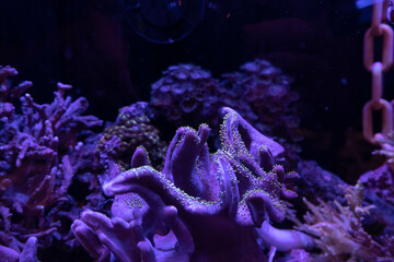 Saltwater Fish and Inhabitants of the Sea