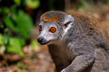 Obraz premium Portrait of female crowned lemur, Eulemur coronatus