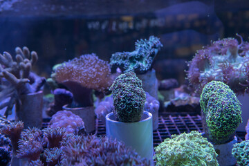 Saltwater Fish and Inhabitants of the Sea