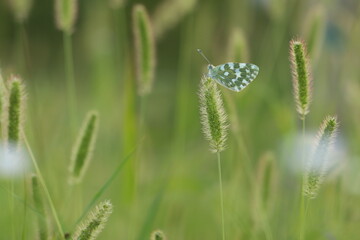 una farfalla pontia edusa su una spiga 