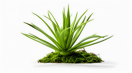 Fototapeta premium fresh rosemary on white