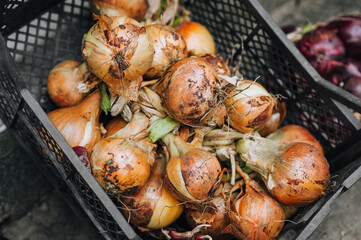 A bunch, a lot of braided fresh onions lies in a box in nature in the garden. Close-up food photography, agriculture.
