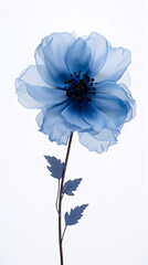 blue Flower on white background, nature, flowers, plant, plants, grow, bring your girl flowers