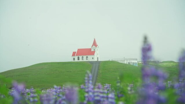 Holy Ingjaldsholskirkja church on hill with lupine wildflower in foggy at Iceland