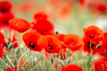A bee hovering over vibrant red poppies in the South Downs, with a shallow depth of field