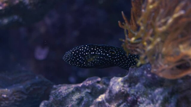 Saltwater Fish and Inhabitants of the Sea