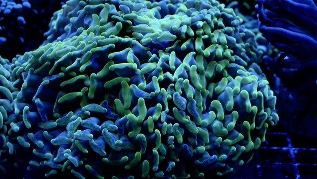 Saltwater Fish and Inhabitants of the Sea