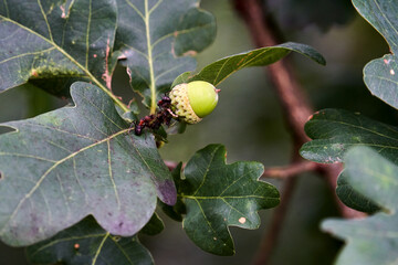 close-up of ants walking on a leaf and acorn on an oak tree