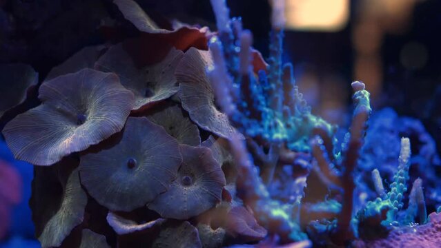 Saltwater Fish and Inhabitants of the Sea