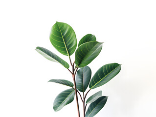 Obraz premium Houseplant on white background, plants, green, monstera, indoor housplants