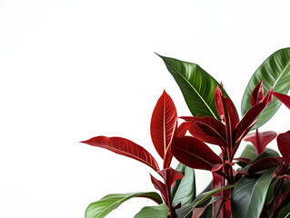 Fototapeta na wymiar Houseplant on white background, plants, green, monstera, indoor housplants