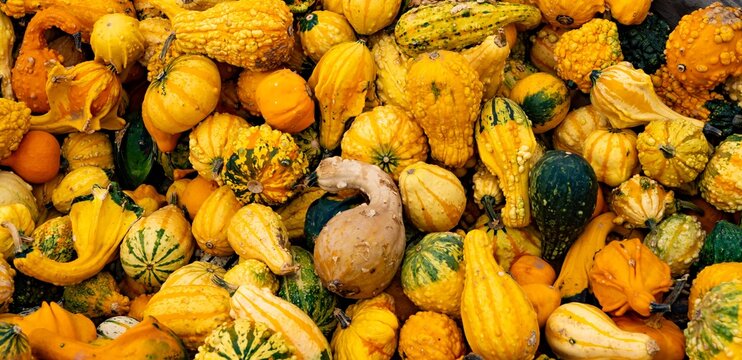 Gizmo angle wing gords and mini pumpkins to be used in home decorating and Halloween displays