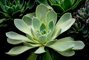 A Succulent plant, Echeveria glauca