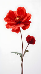 rot Flower on white background, nature, flowers, plant, plants, grow, bring your girl flowers