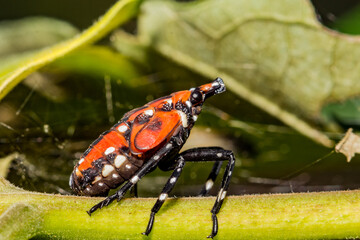 Spotted Lanternfly - Lycorma delicatula