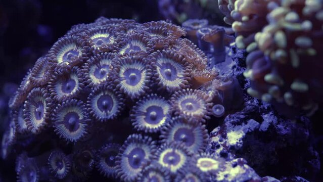 Saltwater Fish and Inhabitants of the Sea