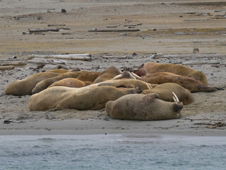 Walrus (Odobenus rosmarus) colony on the remote island of Moffen (80 degrees North latitude),...