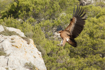 Gyps fulvus aterrizando sobre roca del Alt de les Pedreres en Alcoi, España