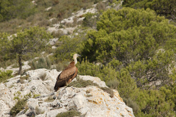 Gyps fulvus posado sobre roca del Alt de les Pedreres en Alcoi, España