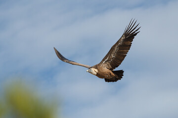Gyps fulvus, buitre leonado batiendo las alas en vuelo con fondo de nubes. Alcoi, España