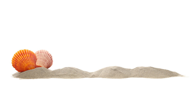 Sea shells in sand pile isolated on white, side view