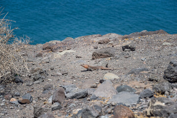 Gran-Canaria-Rieseneidechse an der Küste der Kanareninsel