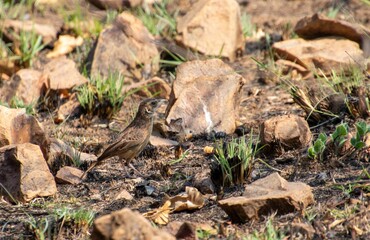 Flapped lark isolated in a grassy patch in the southern African wild