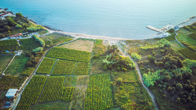 Aerial view of Bili Zal beach at the town of Lumbarda on Korcula island, Croatia at dawn with beautiful vineyards stretching to the shore
