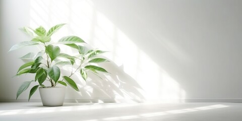 A green plant in a white pot, against a white wall, plenty of copy space, panoramic.