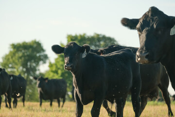 Black angus cattle in Texas ranch field during summer as cow herd. - 646545590