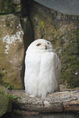 snowy owl in the zoo