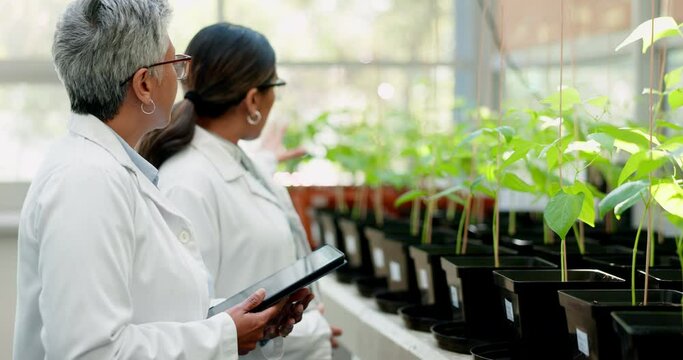 Scientist, plant and teamwork of women in greenhouse research of mentor, student or botanist discussion. Science, leaf and medical professional doctor in agriculture collaboration, farming and tablet