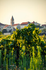 Beautiful, green vineyards of Lumbarda, small town famous for its viticulture and great wine makers on Korcula island, Croatia