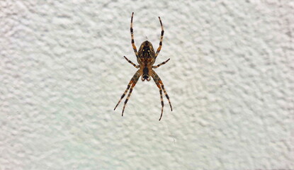 Garden Cross Spider -  This cross spider was discovered on a house wall. It has been sitting in its nest for days, waiting to catch small insects.