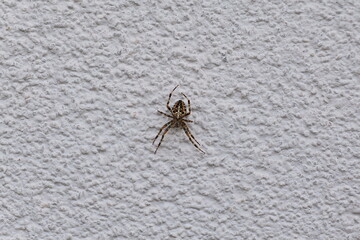 Garden Cross Spider -  This cross spider was discovered on a house wall. It has been sitting in its nest for days, waiting to catch small insects.