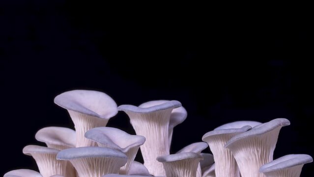 Time Lapse of a group of Oyster Mushrooms growing over a dark background