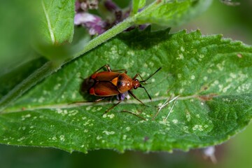 Ruber mirid bug, Deraeocoris ruber, on a plant