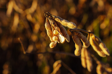 beautiful open soybean pod in the plantation at sunset