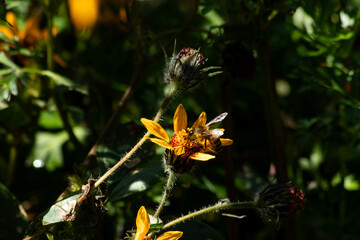 Bee eating